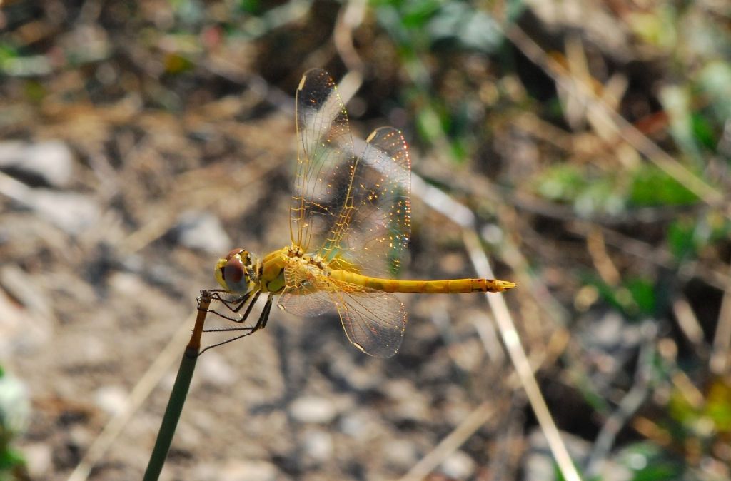 Sympetrum vulgatum ? Valle Orsigna (PT)